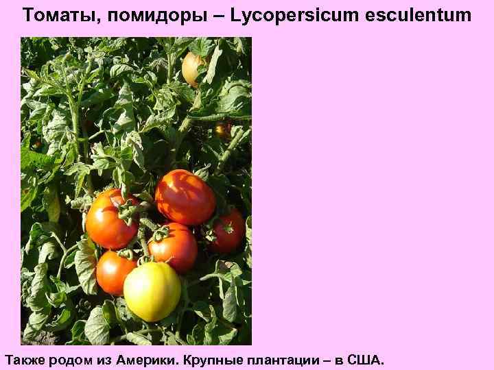 Томаты, помидоры – Lycopersicum esculentum Также родом из Америки. Крупные плантации – в США.