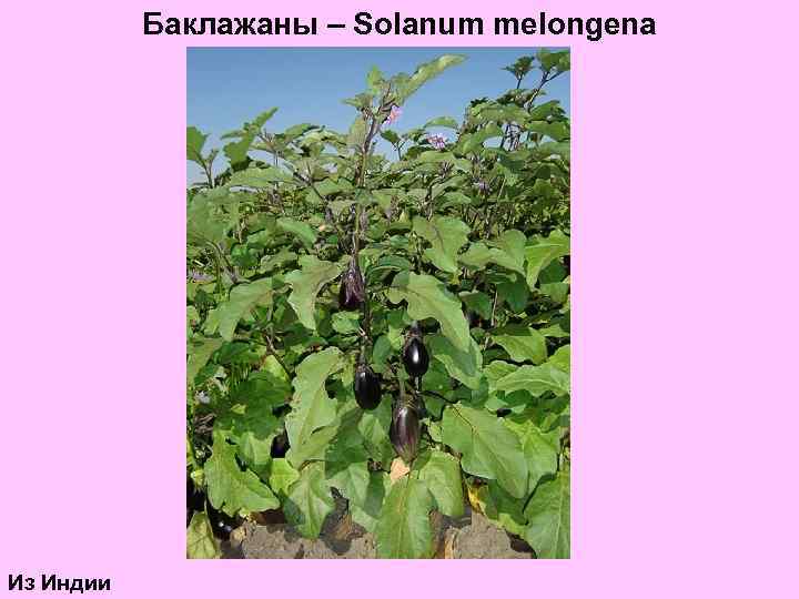 Баклажаны – Solanum melongena Из Индии 