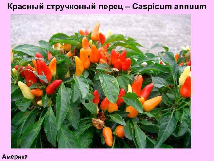 Красный стручковый перец – Caspicum annuum Америка 