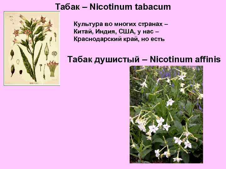 Табак – Nicotinum tabacum Культура во многих странах – Китай, Индия, США, у нас