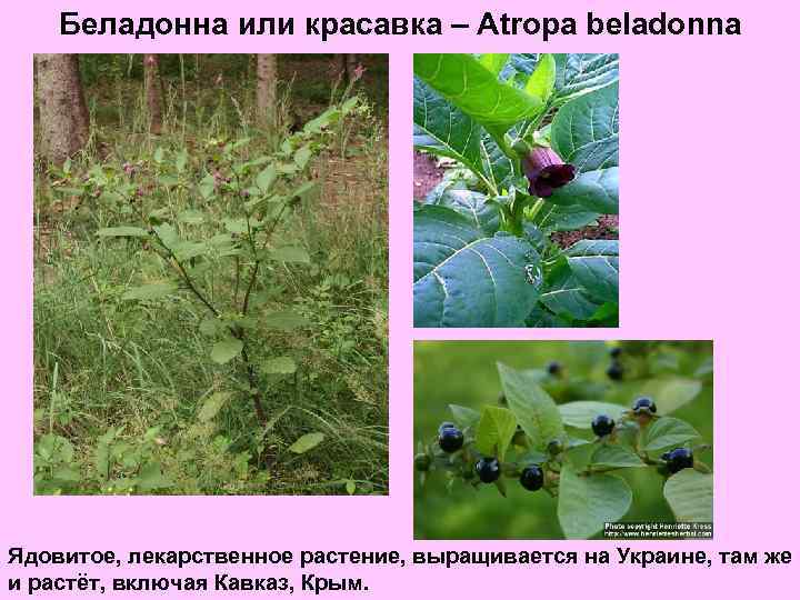 Беладонна или красавка – Atropa beladonna Ядовитое, лекарственное растение, выращивается на Украине, там же