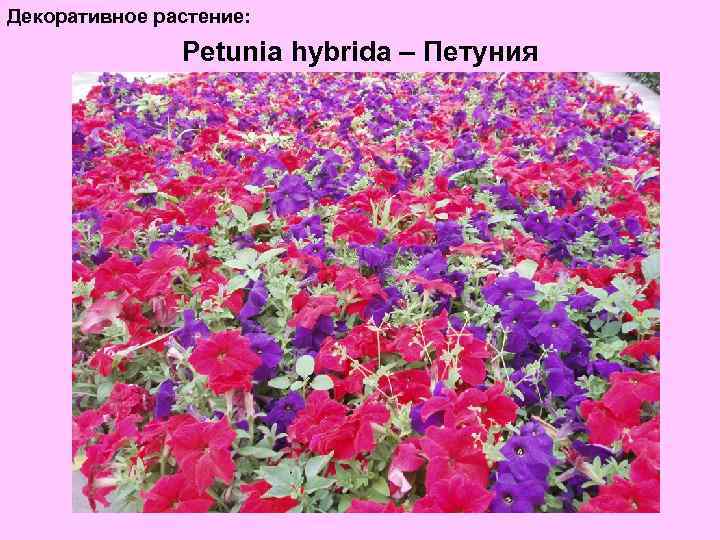 Декоративное растение: Petunia hybrida – Петуния 