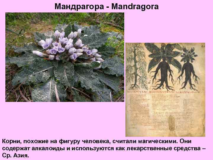 Мандрагора - Mandragora Корни, похожие на фигуру человека, считали магическими. Они содержат алкалоиды и