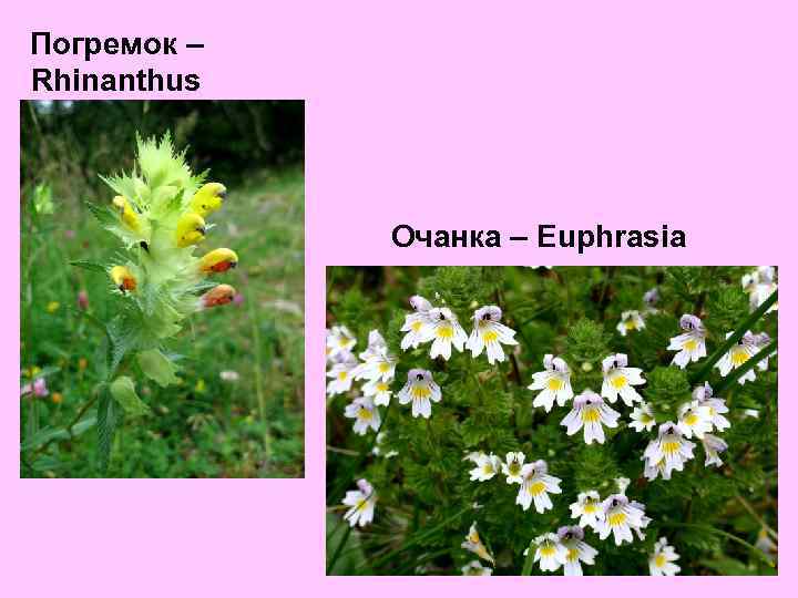 Погремок – Rhinanthus Очанка – Euphrasia 