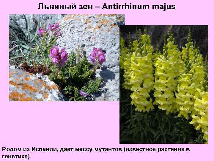 Львиный зев – Antirrhinum majus Родом из Испании, даёт массу мутантов (известное растение в