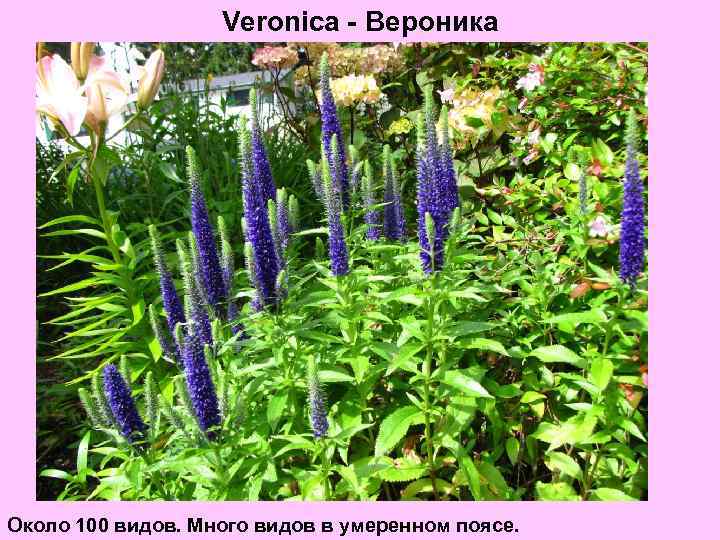 Veronica - Вероника Около 100 видов. Много видов в умеренном поясе. 