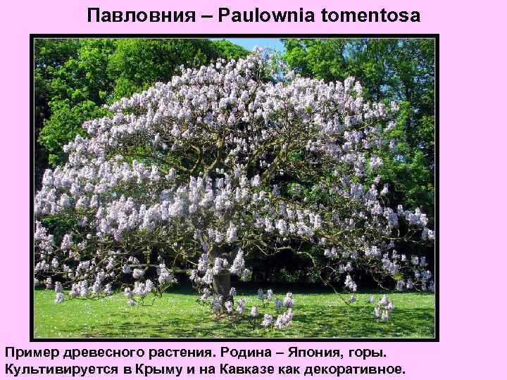 Павловния – Paulownia tomentosa Пример древесного растения. Родина – Япония, горы. Культивируется в Крыму