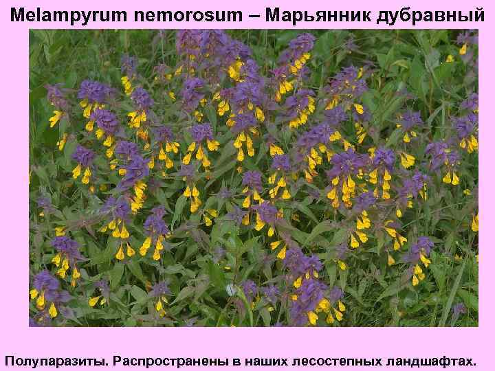 Melampyrum nemorosum – Марьянник дубравный Полупаразиты. Распространены в наших лесостепных ландшафтах. 