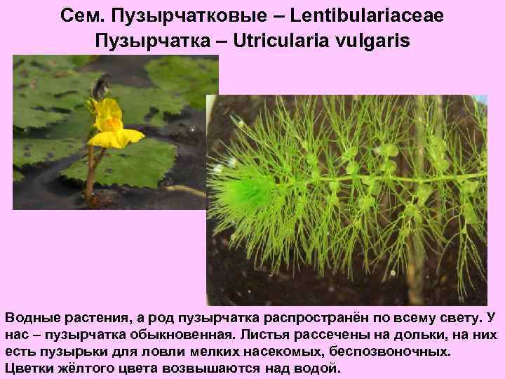 Сем. Пузырчатковые – Lentibulariaceae Пузырчатка – Utricularia vulgaris Водные растения, а род пузырчатка распространён