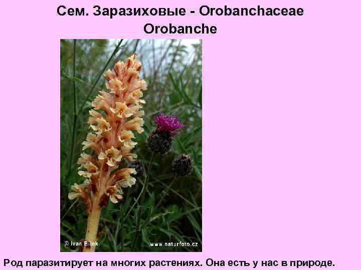 Сем. Заразиховые - Orobanchaceae Orobanche Род паразитирует на многих растениях. Она есть у нас