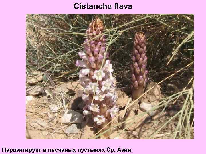 Cistanche flava Паразитирует в песчаных пустынях Ср. Азии. 