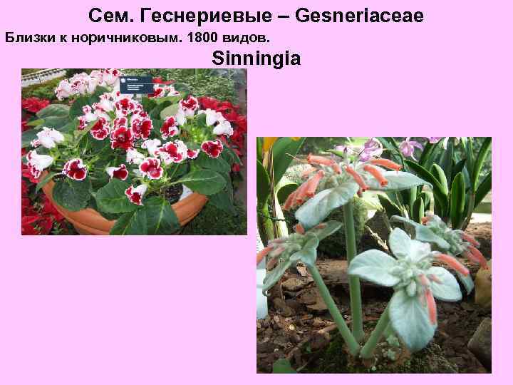 Сем. Геснериевые – Gesneriaceae Близки к норичниковым. 1800 видов. Sinningia 