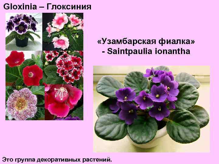 Gloxinia – Глоксиния «Узамбарская фиалка» - Saintpaulia ionantha Это группа декоративных растений. 