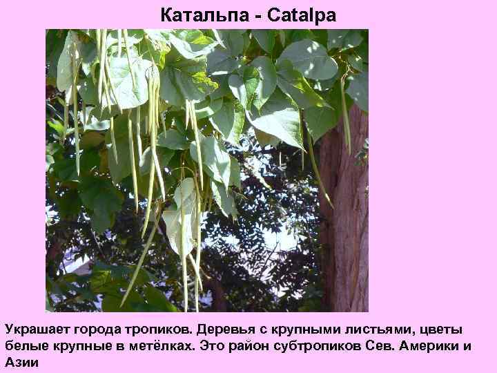 Катальпа - Catalpa Украшает города тропиков. Деревья с крупными листьями, цветы белые крупные в