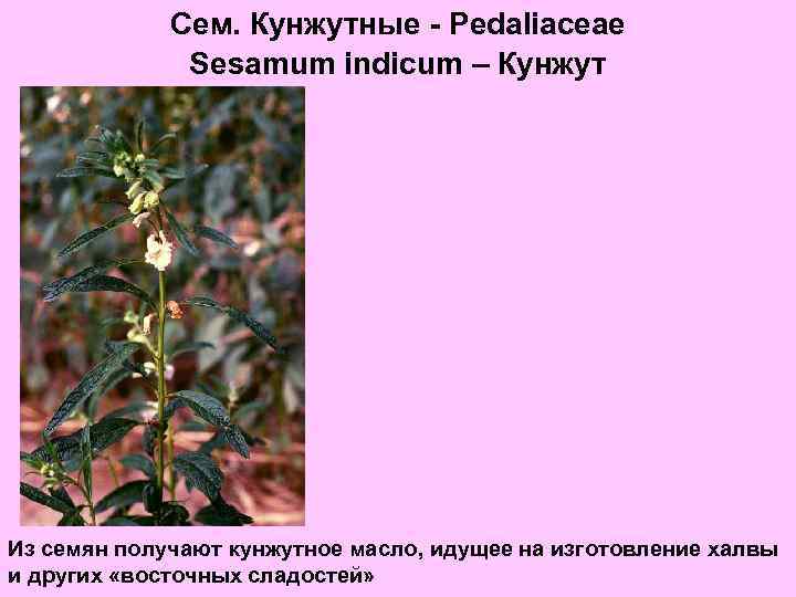 Сем. Кунжутные - Pedaliaceae Sesamum indicum – Кунжут Из семян получают кунжутное масло, идущее