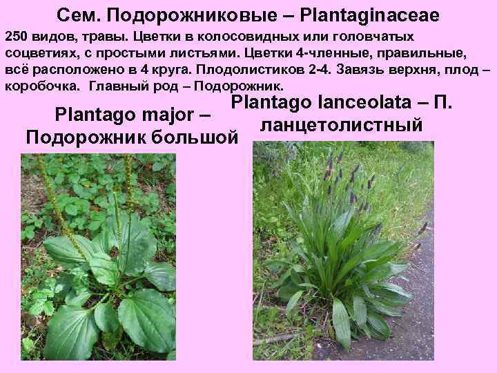 Сем. Подорожниковые – Plantaginaceae 250 видов, травы. Цветки в колосовидных или головчатых соцветиях, с