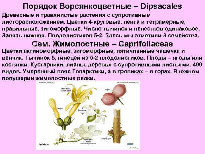 Порядок Ворсянкоцветные – Dipsacales Древесные и травянистые растения с супротивным листорасположением. Цветки 4 -круговые,