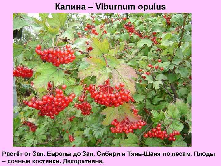 Калина – Viburnum opulus Растёт от Зап. Европы до Зап. Сибири и Тянь-Шаня по