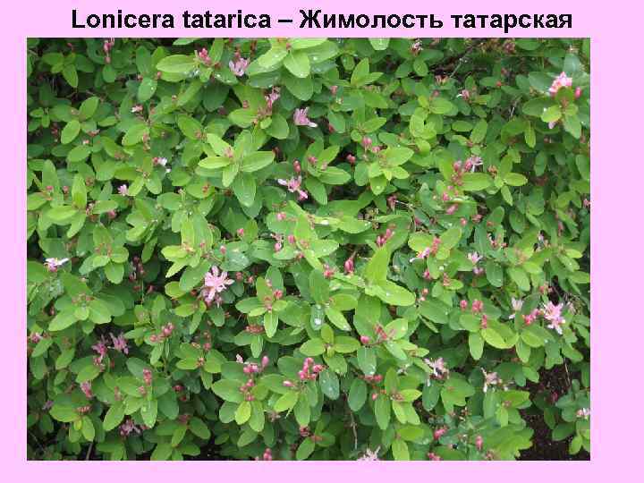 Lonicera tatarica – Жимолость татарская 