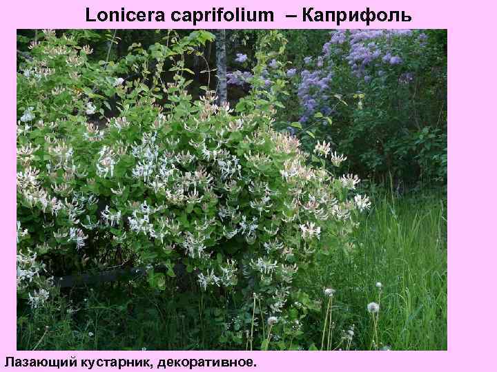 Lonicera caprifolium – Каприфоль Лазающий кустарник, декоративное. 