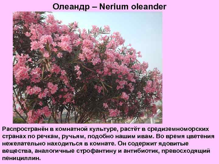 Олеандр – Nerium oleander Распространён в комнатной культуре, растёт в средиземноморских странах по речкам,