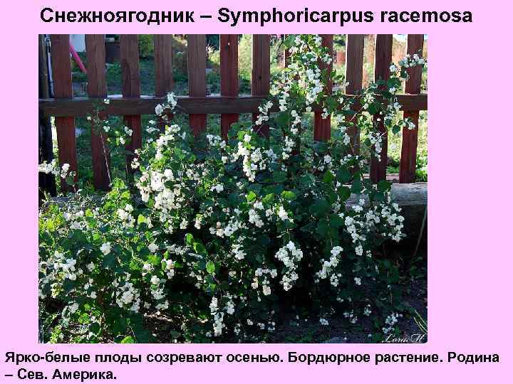 Снежноягодник – Symphoricarpus racemosa Ярко-белые плоды созревают осенью. Бордюрное растение. Родина – Сев. Америка.