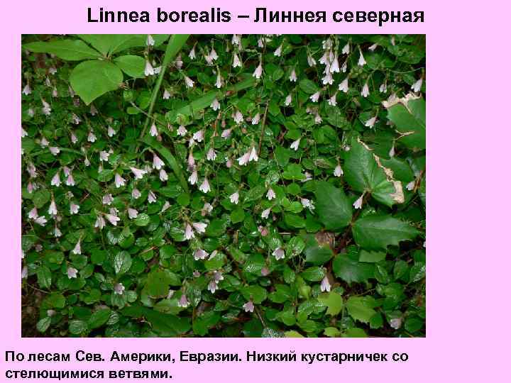 Linnea borealis – Линнея северная По лесам Сев. Америки, Евразии. Низкий кустарничек со стелющимися