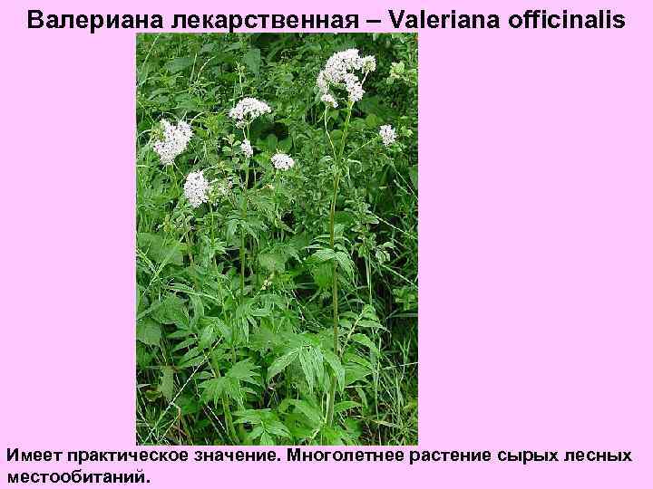 Валериана лекарственная – Valeriana officinalis Имеет практическое значение. Многолетнее растение сырых лесных местообитаний. 