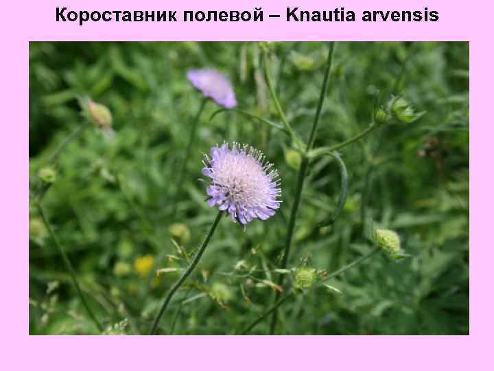 Короставник полевой – Knautia arvensis 