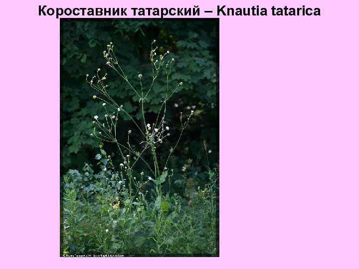 Короставник татарский – Knautia tatarica 