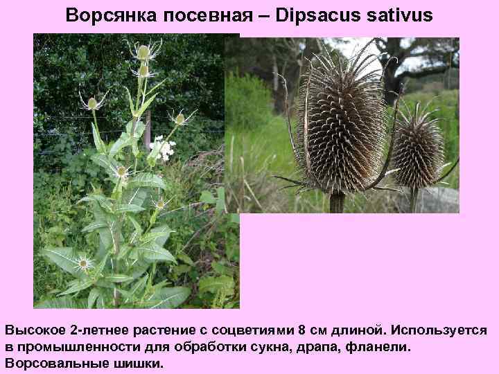 Ворсянка посевная – Dipsacus sativus Высокое 2 -летнее растение с соцветиями 8 см длиной.