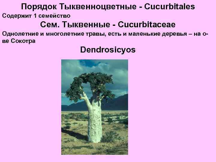 Порядок Тыквенноцветные - Cucurbitales Содержит 1 семейство Сем. Тыквенные - Cucurbitaceae Однолетние и многолетние