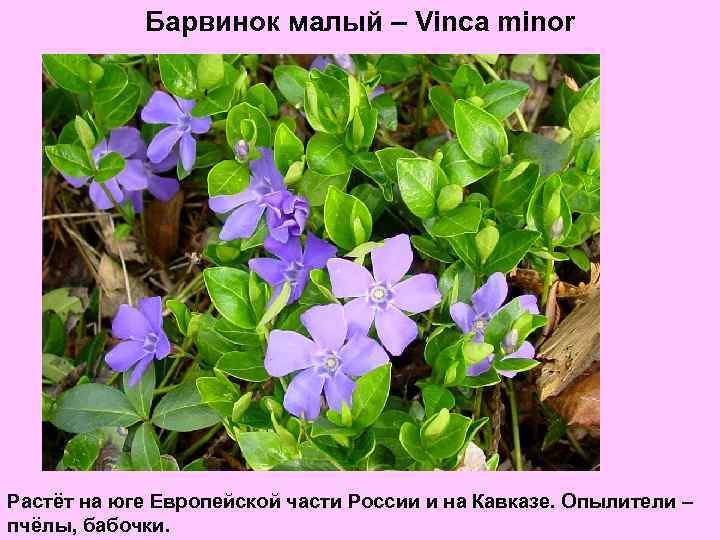 Барвинок малый – Vinca minor Растёт на юге Европейской части России и на Кавказе.