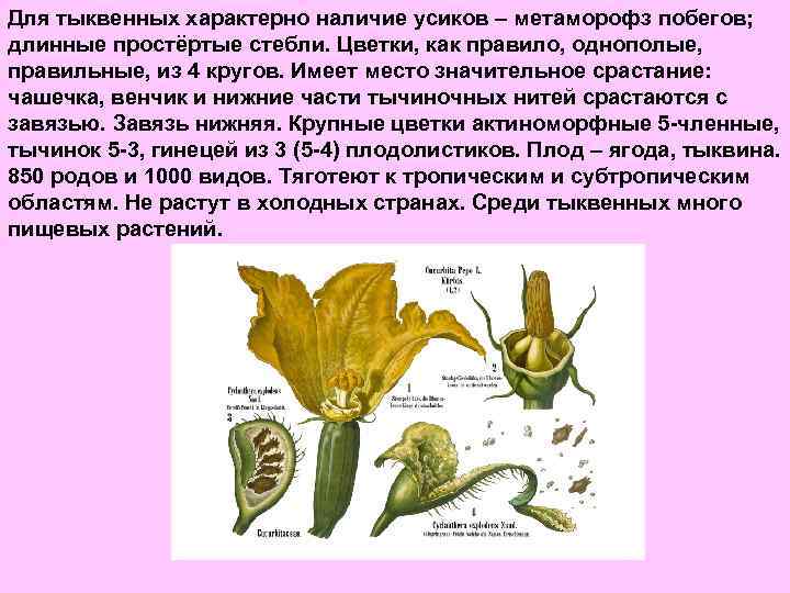 Для тыквенных характерно наличие усиков – метаморофз побегов; длинные простёртые стебли. Цветки, как правило,