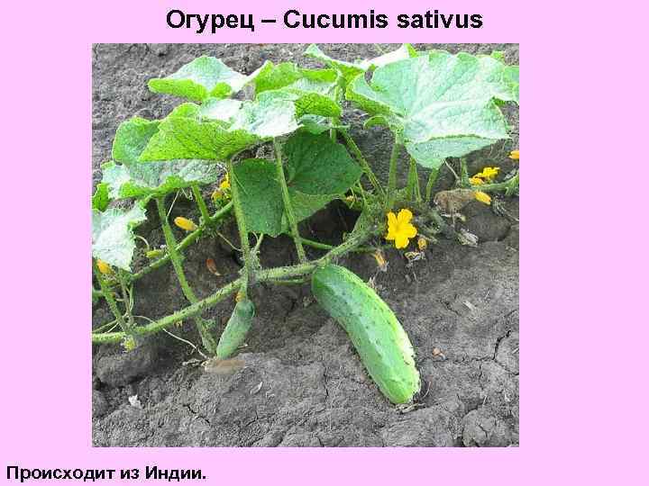 Огурец – Cucumis sativus Происходит из Индии. 