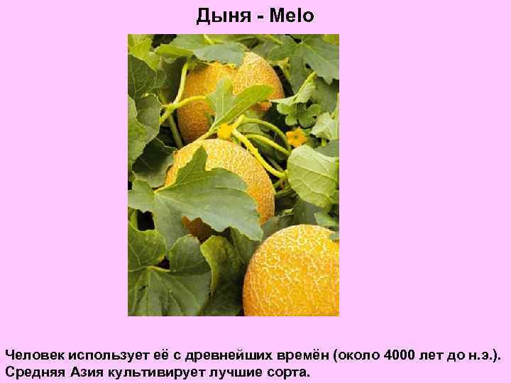 Дыня - Melo Человек использует её с древнейших времён (около 4000 лет до н.