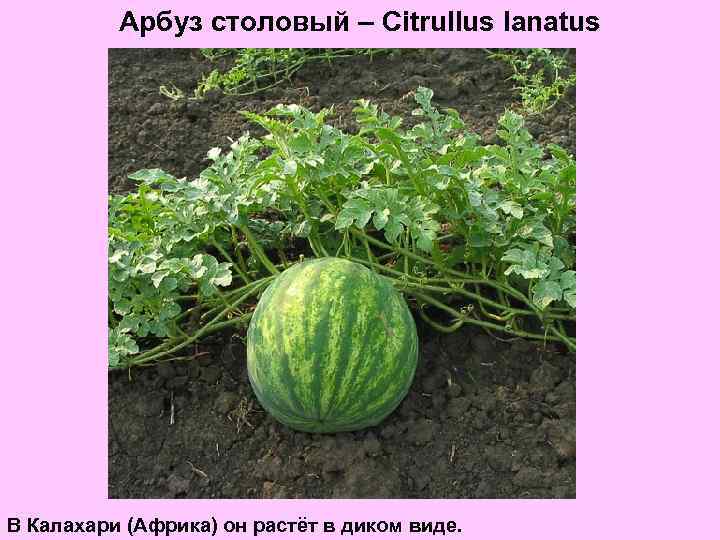 Арбуз столовый – Citrullus lanatus В Калахари (Африка) он растёт в диком виде. 