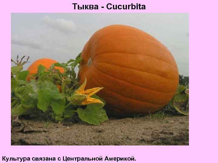 Тыква - Cucurbita Культура связана с Центральной Америкой. 