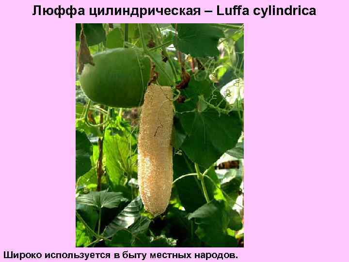 Люффа цилиндрическая – Luffa cylindrica Широко используется в быту местных народов. 