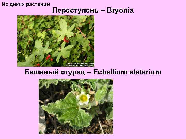 Из диких растений Переступень – Bryonia Бешеный огурец – Ecballium elaterium 