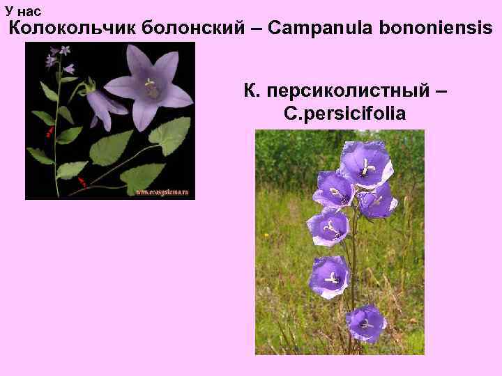 У нас Колокольчик болонский – Campanula bononiensis К. персиколистный – С. persicifolia 