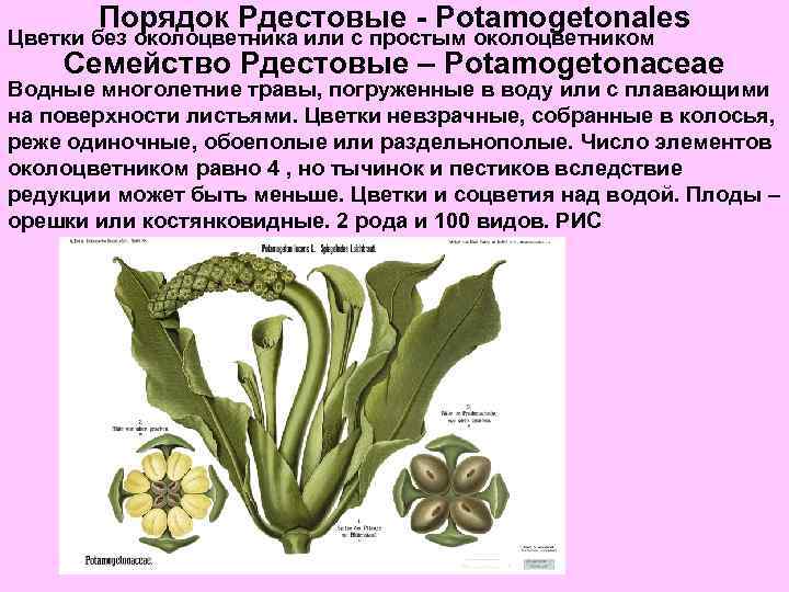 Цветки какого семейства имеют