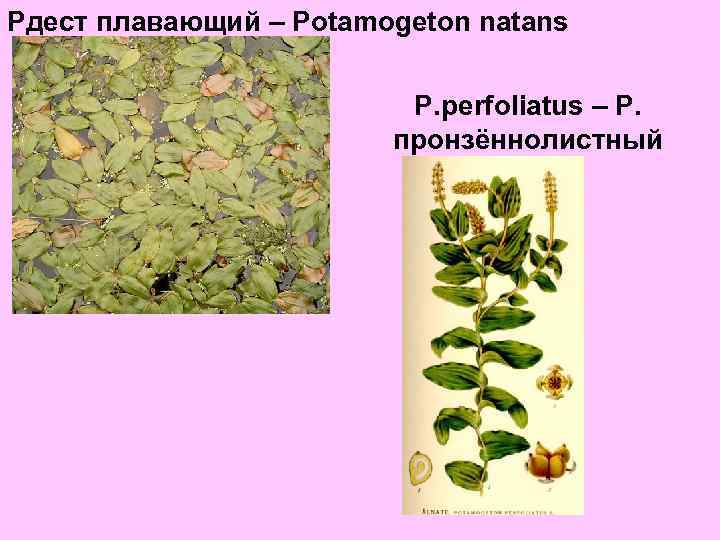 Рдест плавающий – Potamogeton natans P. рerfoliatus – Р. пронзённолистный 