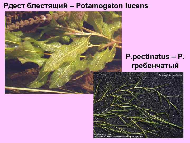 Рдест блестящий – Potamogeton lucens P. pectinatus – Р. гребенчатый 