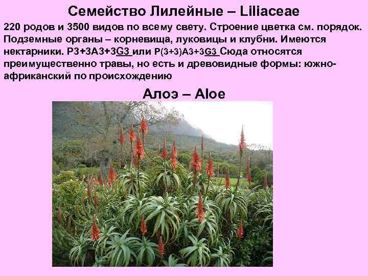 Семейство Лилейные – Liliaceae 220 родов и 3500 видов по всему свету. Строение цветка