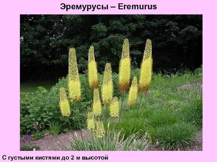 Эремурусы – Eremurus С густыми кистями до 2 м высотой 