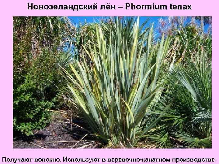 Новозеландский лён – Phormium tenax Получают волокно. Используют в веревочно-канатном производстве 