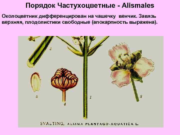 Порядок Частухоцветные - Alismales Околоцветник дифференцирован на чашечку венчик. Завязь верхняя, плодолистики свободные (апокарпность