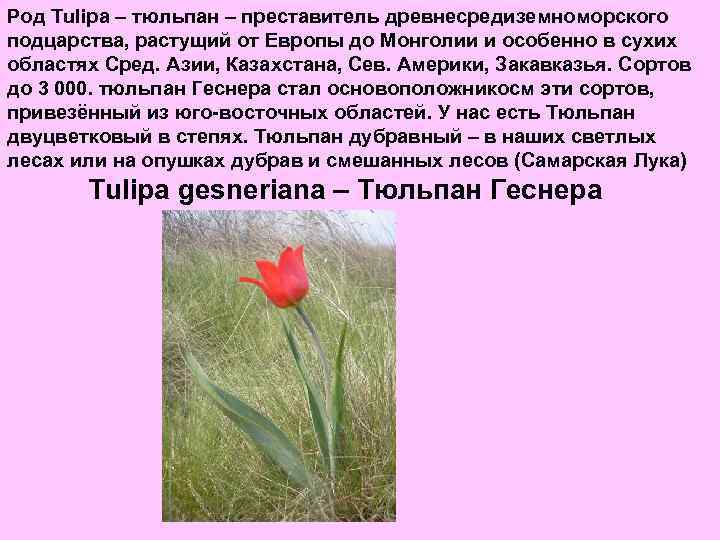 Род Tulipa – тюльпан – преставитель древнесредиземноморского подцарства, растущий от Европы до Монголии и