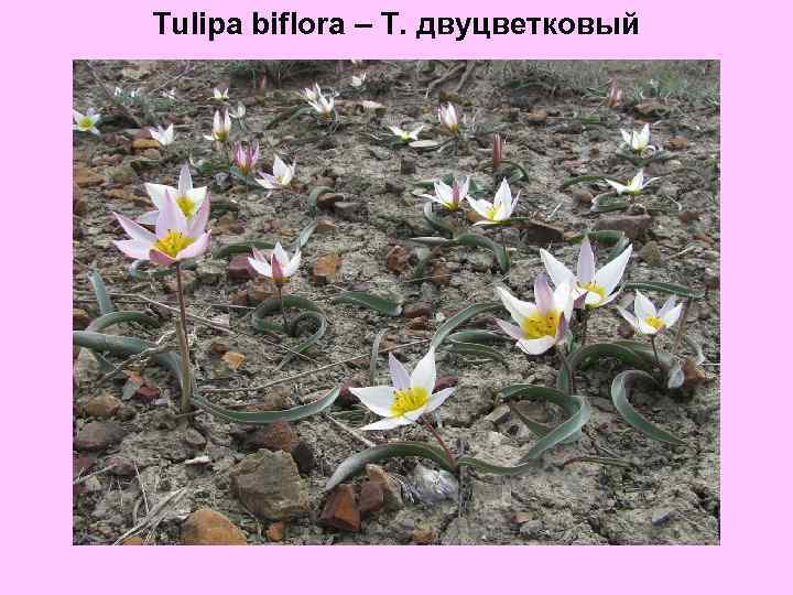 Tulipa biflora – Т. двуцветковый 